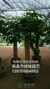 南昌專業花卉綠植租賃 打造靈動辦公與生活空間