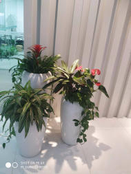 綠色生活，觸手可及 花卉綠植租借的全方位指南